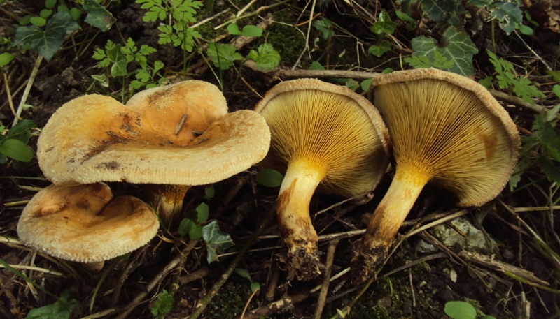 Paxillus ammoniavirescens Contu & Dess�